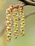 Amentilho masculino de Carpinus betulus.