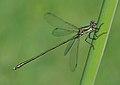 * Nomination Willow Emerald damselfly. --Quartl 08:33, 8 August 2010 (UTC) * Promotion for me QI --Alchemist-hp 18:43, 8 August 2010 (UTC)