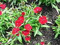 Kininis gvazdikas (Dianthus chinensis)