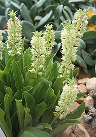 Eucomis zambesiaca