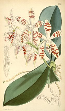 Phalaenopsis sumatrana Korth. & Rchb. f. 1860