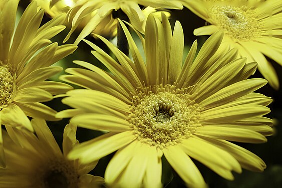 Backyard Flowers Yellow