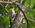 นกหัวขวานเขียวตะโพกแดง (Picus erythropygius) นกหัวขวานอีกชนิดหนึ่งที่พบได้ในประเทศไทย