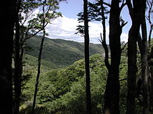 Butterfly Creek valley.jpg