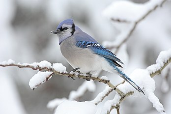 Un geai bleu (Cyanocitta cristata) en hiver, au parc provincial Algonquin en Ontario (Canada). (définition réelle 3 072 × 2 048)