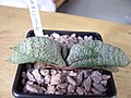 Gasteria ellaphieae forma rosetes de fulles punxegudes, triangulars, recurvades, densament tuberculades i amb inflorescències ramificades.