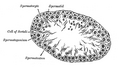 section of a tubule of the testis of a rat. X 250.