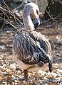 Chilean Flamingo