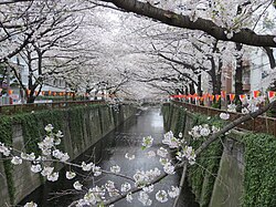 Cherry blossoms along Meguro River, Nakameguro, Meguro Region=کانتو علاقہ