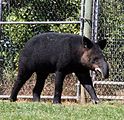 Tapirus pinchaque