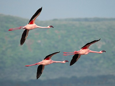 Lago Nakuru, Kenjo