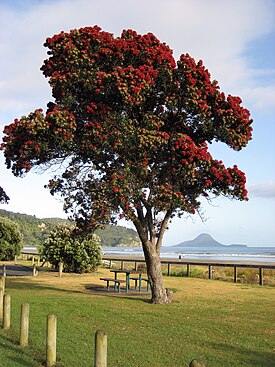 Maorihehkupuu (Metrosideros excelsa)