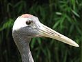 Japanese Red Crowned Crane