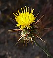 Centaurea solstitialis