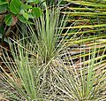 Yucca standleyi