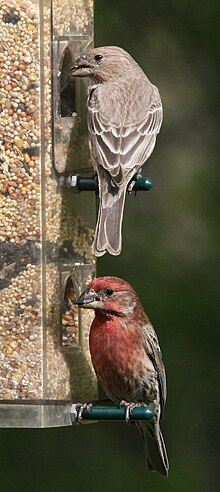 07May06-HouseFinches.jpg