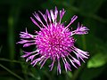 29 Centaurea jacea 01 uploaded by Uoaei1, nominated by Uoaei1