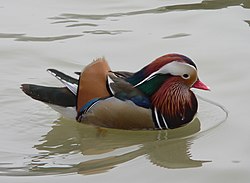 Mandarinand (Aix galericulata)