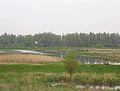 krajina národního parku De Biesbosch