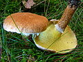 Suillus cavipes