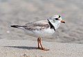 21 Piping plover (93872) uploaded by Rhododendrites, nominated by Rhododendrites,  18,  0,  0