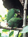 Puerto Rican Amazons at nesting site (മലയാളം: പോർട്ടോ റിക്കൻ തത്ത)