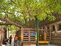 L'arbre de la Bodi a Bodhgaya