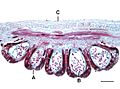 Řez listem a sporangii Angiopteris sp.