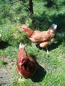 Real Free range Chickens in Poland