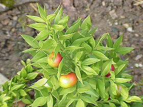 Pungitopo Ruscus aculeatus