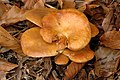 Tricholoma sejunctum