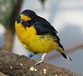 Violaceous Euphonia