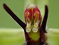 Ophrys insectifera mit Pollinien