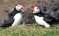 Atlantic Puffins on the Isle of Lunga