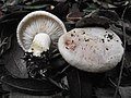 !Tricholoma acerbum!