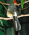 White-rumped Shama Thrush