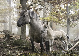 Horses in the Erlebnispark Tripsdrill wildlife and theme park