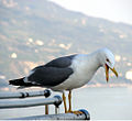 Adult, race michahellis, Crimea