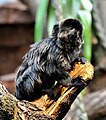 * Nomination: Goeldi's Marmoset. --Quartl 09:17, 4 August 2010 (UTC) * * Review needed