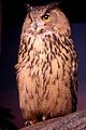 Eurasian Eagle Owl