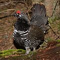 Lucfajd (Falcipennis canadensis)