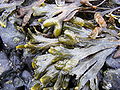 Fucus vesiculosus