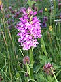 Image 4A Hebridean spotted orchid in machair on Lewis Credit: Etherp