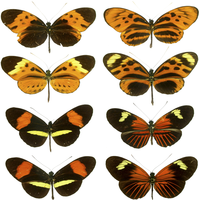 Heliconius warns off predators with Müllerian mimicry.[102]