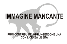 Immagine di Danuvius guggenmosi mancante