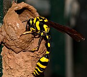 Vespa ceramista (Phimenes flavopictus) construindo ninho onde suas larvas irão se desenvolver.