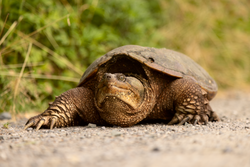 A very large Snapping Turtle crossing the path at the John Heinz NWR in Philadelphia, PA.