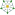 White rose