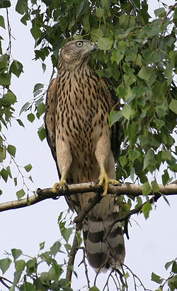 Vistu vanags (Accipiter gentilis)