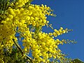 Image 31Yellow mimosa is the symbol of IWD in Italy as well as in Russia, Ukraine and many other ex-Soviet Union republics (from International Women's Day)